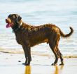 Chesapeake Bay Retriever