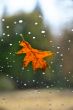 Fall Leaf on Window