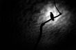 Raven on a Branch