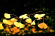 Yellow Maple Leaves