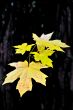 Autumn Leaves