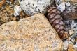 Pine Cone and Stone