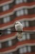 A white pigeon on the wire