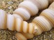 snail shells