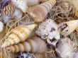 snail shells