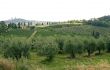 Vineyards and olive trees near San Gimignano (Siena, Tuscany)