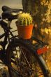 bicycle and plant