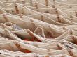 net and buoys
