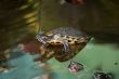 Turtles on the stone in water