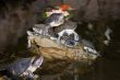 Turtles on the stone in water