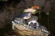 Turtles on the stone in water