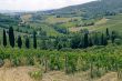 Landscape in Tuscany with vineyards at summer