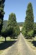 Lucca (Tuscany) - Ancient villa with cypresses