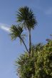 Palm trees set against a lovely blue sky