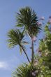 Palm trees set against a lovely blue sky