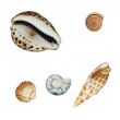 Shells over white