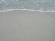ocean wave on the beach