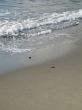 ocean wave on the beach