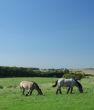Ardennes horses on blue sky