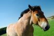 Ardennes horse on blue sky