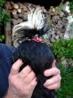 Dutch cap hen rooster