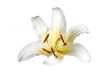 White lily