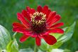 Red zinnia
