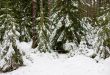 winter coniferous wood