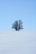 Lonely tree