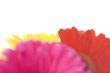 gerbera