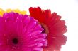 bouquet of flowers