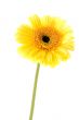 just single pretty flower