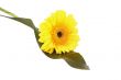 just single pretty flower