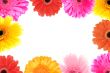 frame of flowers