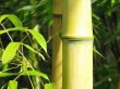 green bamboo closeup