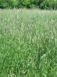 green field