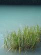 reeds in a green lake