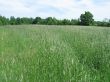 green field