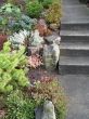 garden with steps