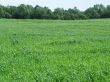 green field
