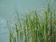 reeds in a green lake