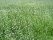 green field