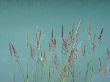 pink reeds in a green lake