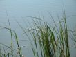 reeds in a green lake