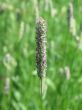 grass closeup