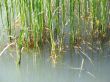 reeds in a green lake