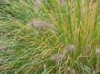 feathery plant closeup