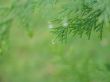 rain drop on a green branch