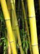 green bamboo closeup