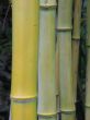 green bamboo closeup
